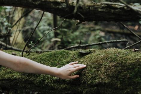 FSC unisce le forze con le maggiori organizzazioni ambientali europee