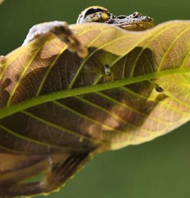 Foreste e cambiamenti climatici