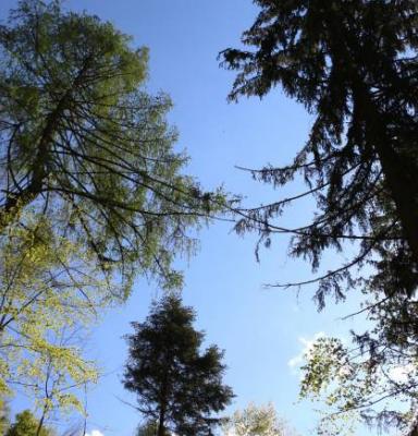 Certificazione di Gestione Forestale (FM)