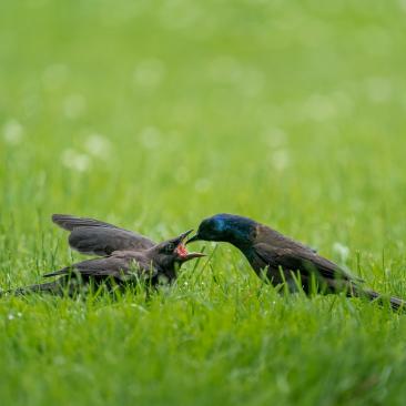 Protezione dell'ambiente