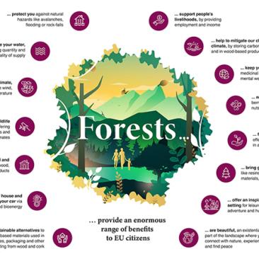Key questions on forests in the EU